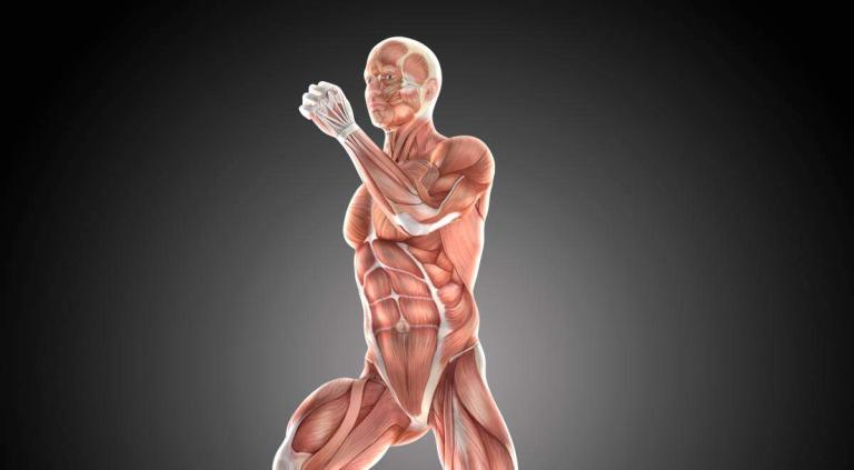 3D render of a medical figure bodybuilder with muscle map in a running pose