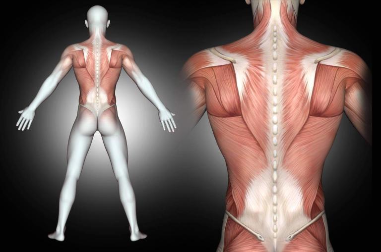 3D render of a male medical figure with back muscles highlighted