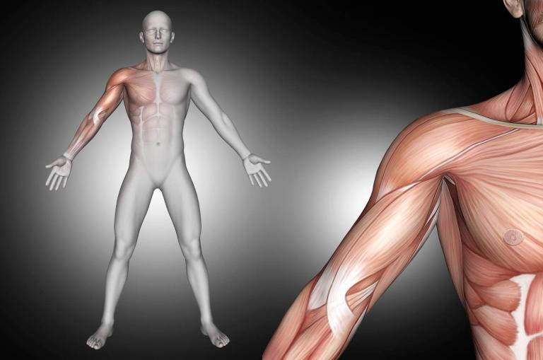 3D render of a male medical figure with shoulder muscles highlighted